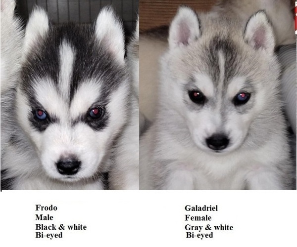 Medium Photo #1 Siberian Husky Puppy For Sale in KENNEWICK, WA, USA