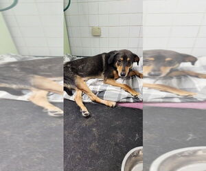 Smith (Smitty) Special Needs - Male Mutt Dog for Adoption - Photo #2