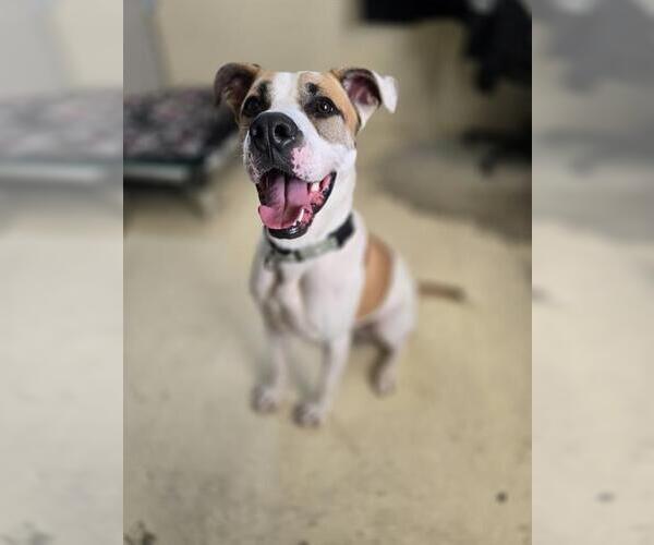 Medium Photo #1 American Pit Bull Terrier-Unknown Mix Puppy For Sale in Center Township, PA, USA