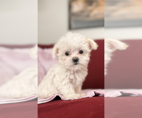 Medium Photo #5 Mal-Shi Puppy For Sale in FARMINGTON, MN, USA