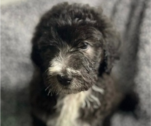Medium Photo #1 Sheepadoodle Puppy For Sale in MERIDIAN, MS, USA
