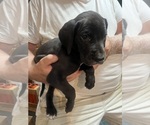 Small #1 Great Dane