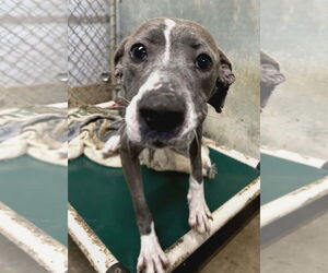 Unknown-Weimaraner Mix Dogs for adoption in Frenchburg, KY, USA