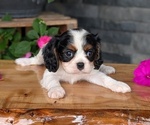 Small #1 Cavalier King Charles Spaniel