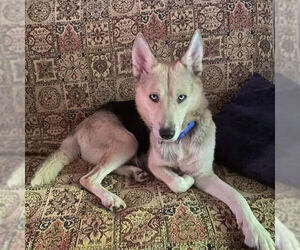 German Shepherd Dog-Siberian Husky Mix Dogs for adoption in Spring Lake, NC, USA