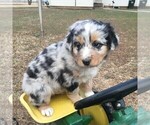Small Photo #3 Australian Shepherd Puppy For Sale in HAVEN, KS, USA