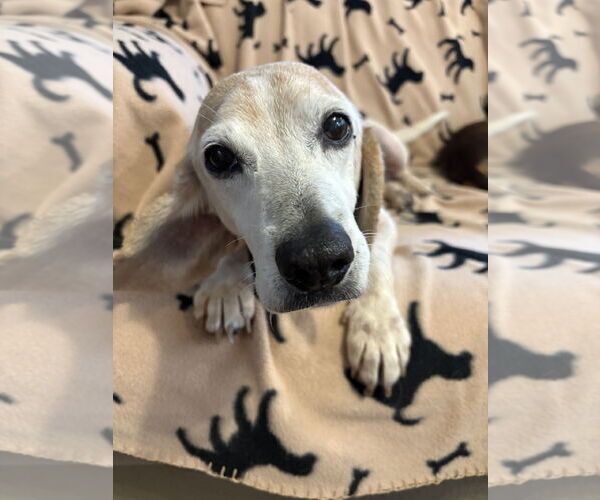 Medium Photo #2 Beagle-Unknown Mix Puppy For Sale in Mount Pleasant, SC, USA