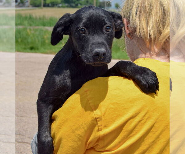 Medium Photo #6 American Staffordshire Terrier-Unknown Mix Puppy For Sale in Huntley, IL, USA