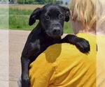 Small #5 American Staffordshire Terrier Mix