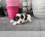 Small #2 Shih-Poo
