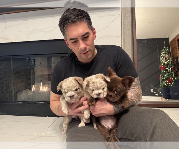 Medium Photo #10 French Bulldog Puppy For Sale in SAN DIEGO, CA, USA