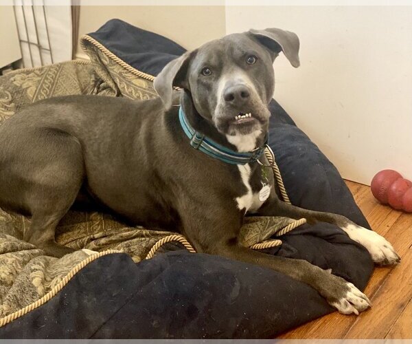 Medium Photo #1 American Staffordshire Terrier-Labrador Retriever Mix Puppy For Sale in Holly Springs, NC, USA