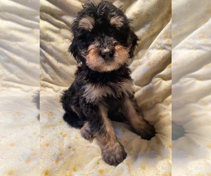 Bernedoodle Puppy for sale in AUSTIN, MN, USA