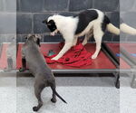 Small #12 Border Collie