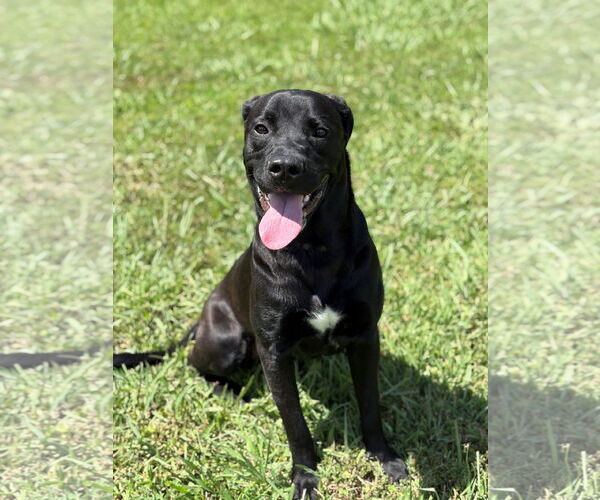 Medium Photo #2 Labrador Retriever-Unknown Mix Puppy For Sale in Virginia Beach, VA, USA