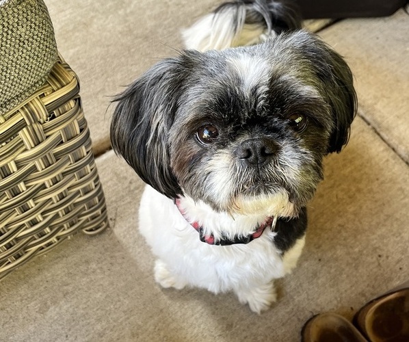 Medium Photo #1 Shih Tzu Puppy For Sale in VANCOUVER, WA, USA
