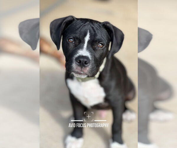 Medium Photo #3 American Staffordshire Terrier-Unknown Mix Puppy For Sale in McKinney, TX, USA