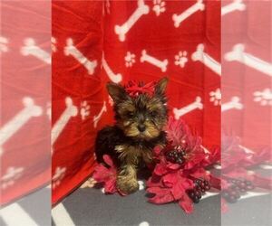 Yorkshire Terrier Dogs for adoption in BOCA RATON, FL, USA