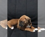 Small #4 Boxer