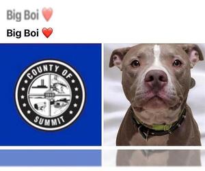 American Pit Bull Terrier Dogs for adoption in Akron, OH, USA