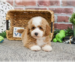 Image preview for Ad Listing. Nickname: Ziggy