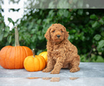 Puppy Cora Poodle (Miniature)