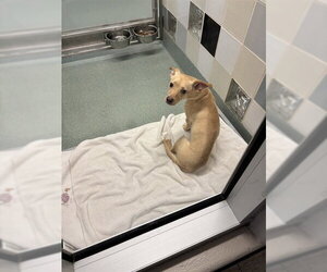 Chihuahua-Labrador Retriever Mix Dogs for adoption in Plano, TX, USA