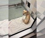 Small Chihuahua-Labrador Retriever Mix