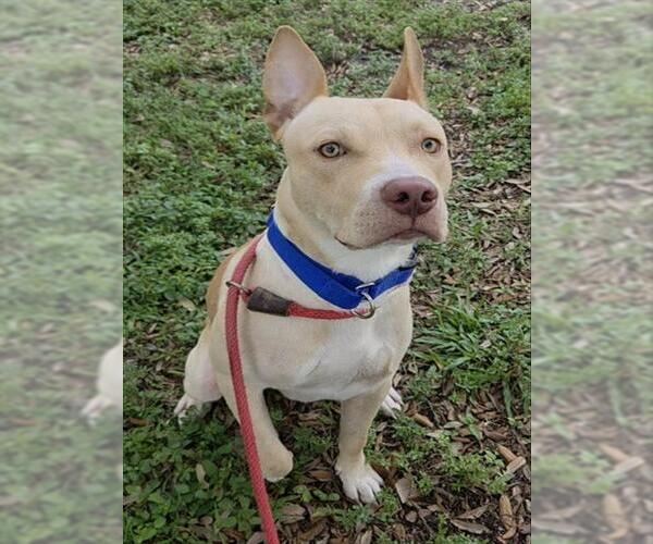 Medium Photo #1 American Staffordshire Terrier Puppy For Sale in Fort Lauderdale, FL, USA