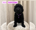 Puppy Avril Lavigne Goldendoodle