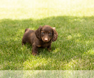 Dachshund Puppy for Sale in MILFORD, Indiana USA
