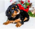 Small #5 Cavalier King Charles Spaniel