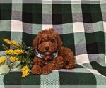 Small #5 Poodle (Miniature)