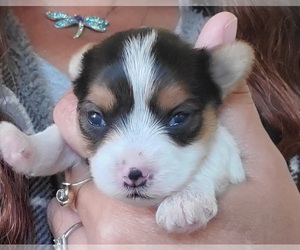 Yorkshire Terrier Puppy for sale in CENTRAL POINT, OR, USA