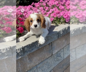 Cavalier King Charles Spaniel Puppy for sale in CANOGA, NY, USA