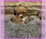 Small Photo #19 Cavapoo Puppy For Sale in EL RENO, OK, USA