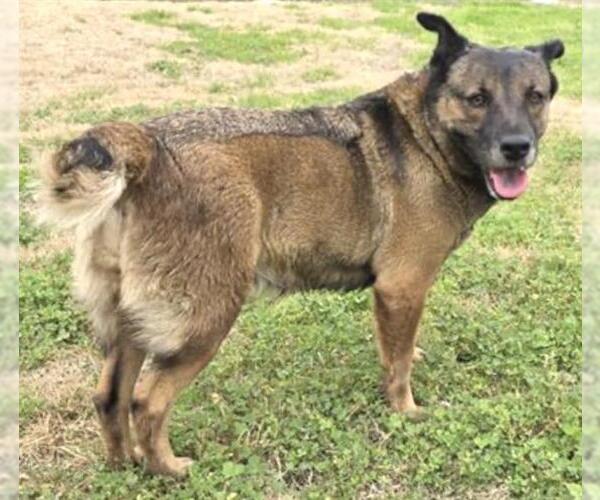 Medium Photo #3 Mutt Puppy For Sale in Houston, TX, USA