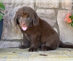 Small #3 Newfoundland