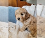 Small Photo #9 Lhasa Apso Puppy For Sale in PHOENIX, AZ, USA