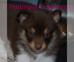 Small Photo #6 Pomsky Puppy For Sale in SEQUIM, WA, USA