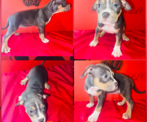 Medium American Bully