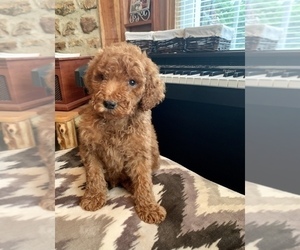 Poodle (Standard) Puppy for sale in UPTON, KY, USA