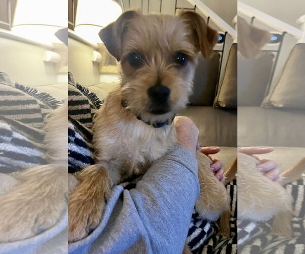 Medium Photo #3 Mutt Puppy For Sale in Brooklyn Center, MN, USA