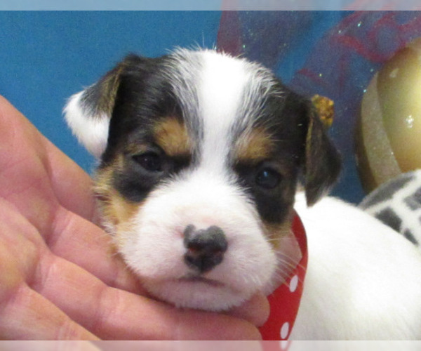 Medium Photo #2 Jack Russell Terrier Puppy For Sale in FOYIL, OK, USA