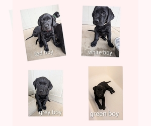 Labrador Retriever Puppy for sale in FERNLEY, NV, USA