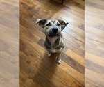 Small #1 Labrador Retriever Mix