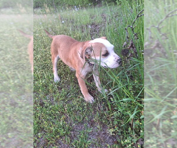 Medium Photo #4 Bulldog-Unknown Mix Puppy For Sale in Tarrytown, GA, USA