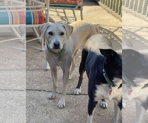 Toby - Totally Pawsome! - Male Labrador Retriever-Unknown Mix Dog for Adoption - Photo #8