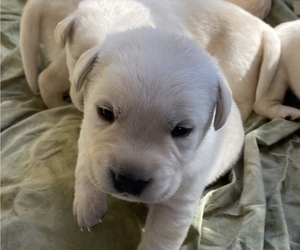 Labrador Retriever Puppy for sale in HAMBURG, WI, USA