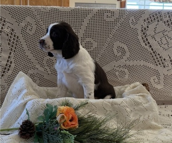 Medium Photo #3 English Springer Spaniel Puppy For Sale in OWEN, WI, USA